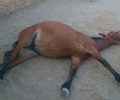 Με κολικό το άλογο που βρέθηκε εγκαταλελειμμένο στο Πόρτο Ράφτη